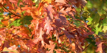 Før dit barn starter i Malling Skole - Efterårsblade