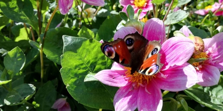 Begivenheder og ferie - Malling Skole forår