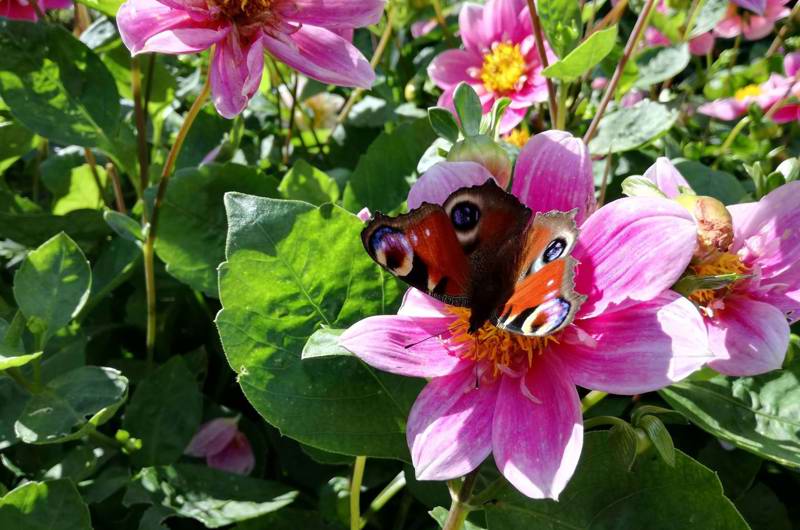 Begivenheder og ferie - Malling Skole forår