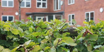 Malling Skole gammel hovedindgang